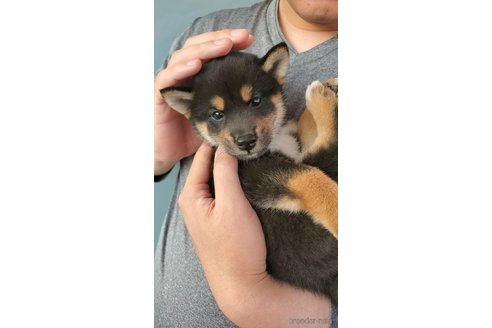 成約済の大阪府の柴犬-331220の6枚目