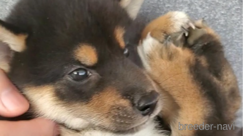 成約済の大阪府の柴犬-331220の3枚目