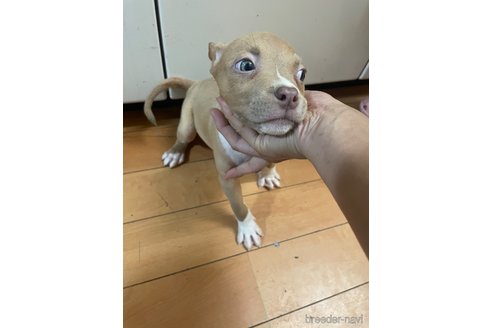 成約済の佐賀県のアメリカンピットブルテリア-336314の8枚目