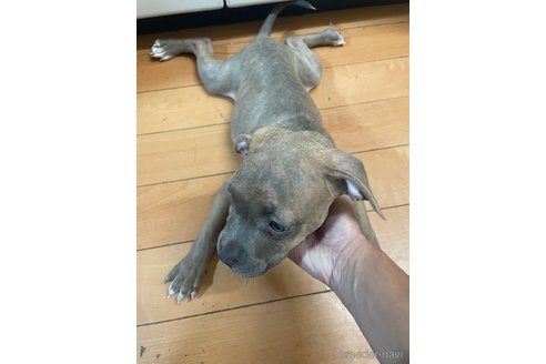 成約済の佐賀県のアメリカンピットブルテリア-336315の9枚目