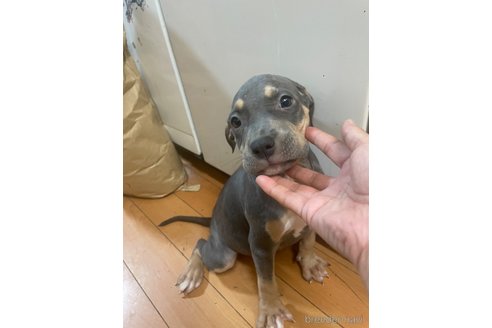 成約済の佐賀県のアメリカンピットブルテリア-336316の8枚目