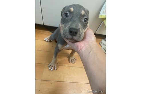 成約済の佐賀県のアメリカンピットブルテリア-336316の2枚目