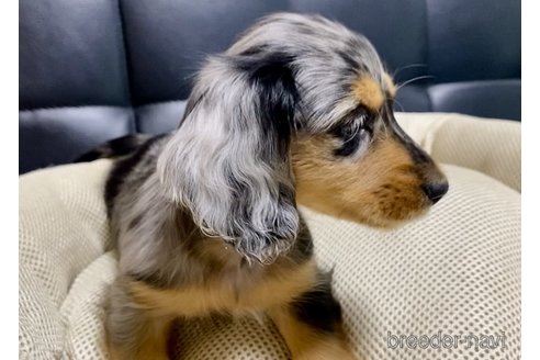 成約済の岐阜県のミニチュアダックスフンド(ロングヘアード)-328007の3枚目