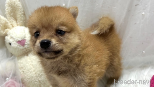 成約済の栃木県のミックス犬-333239