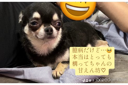 成約済の広島県のチワワ(スムースコート)-336322の2枚目
