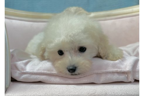 成約済の茨城県のティーカッププードル-330427の6枚目