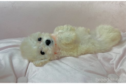 成約済の茨城県のティーカッププードル-330431の8枚目