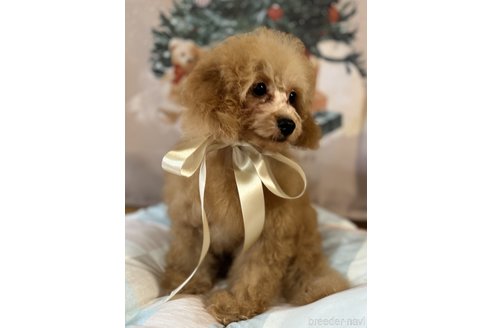 成約済の茨城県のトイプードル-323766の3枚目