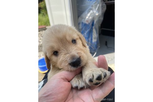 成約済の栃木県のゴールデンレトリーバー-329374の1枚目