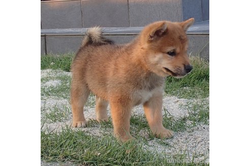 成約済の岐阜県の豆柴-331401の1枚目