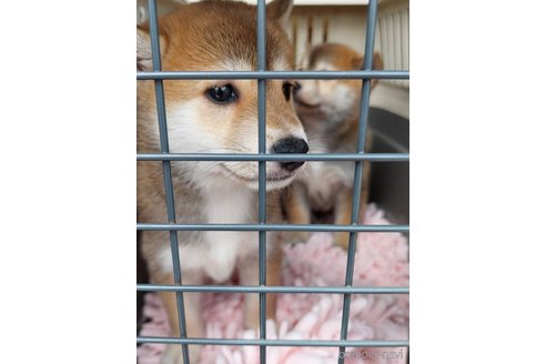 成約済の高知県の豆柴-322704の5枚目
