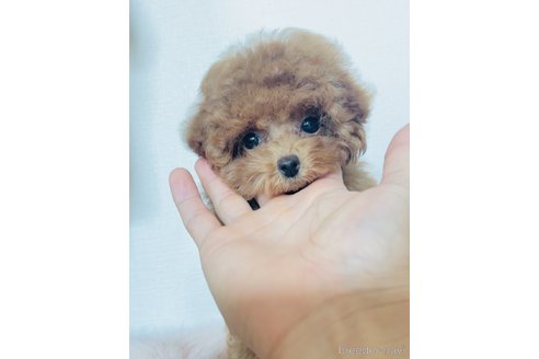 成約済の福岡県のティーカッププードル-334407の2枚目