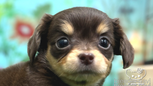 子犬