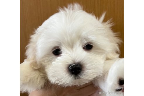 成約済の滋賀県のマルチーズ-326306の13枚目