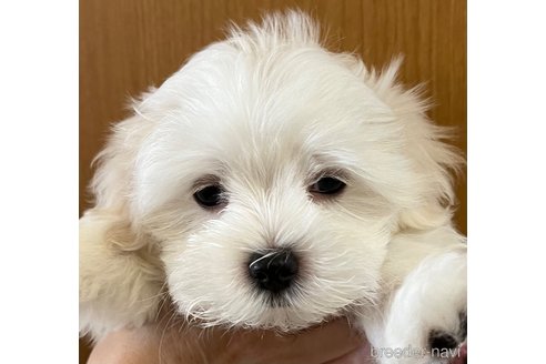 成約済の滋賀県のマルチーズ-326306の12枚目