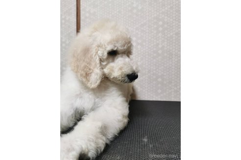 成約済の神奈川県のスタンダードプードル-336400の7枚目