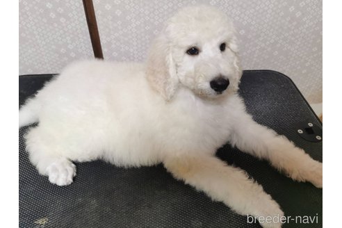 成約済の神奈川県のスタンダードプードル-336400の5枚目