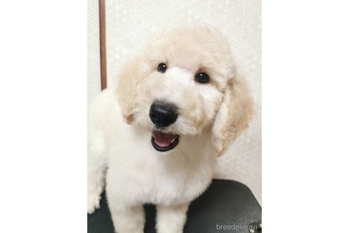 成約済の神奈川県のスタンダードプードル-336406の3枚目