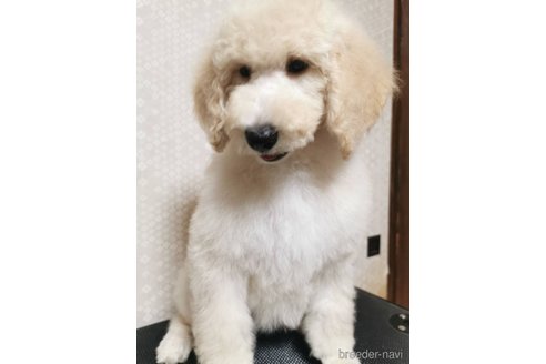 成約済の神奈川県のスタンダードプードル-336406の6枚目