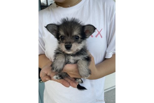 成約済の岡山県のミックス犬-336408