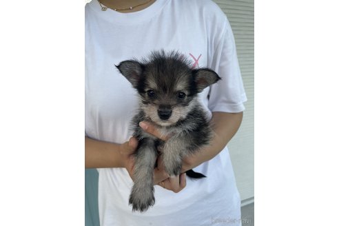 成約済の岡山県のミックス犬-336408の4枚目