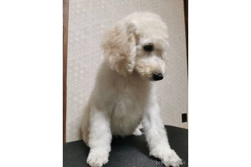 成約済の神奈川県のスタンダードプードル-336410の2枚目