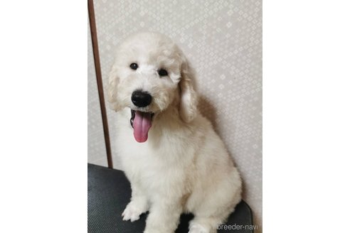 成約済の神奈川県のスタンダードプードル-336415の1枚目