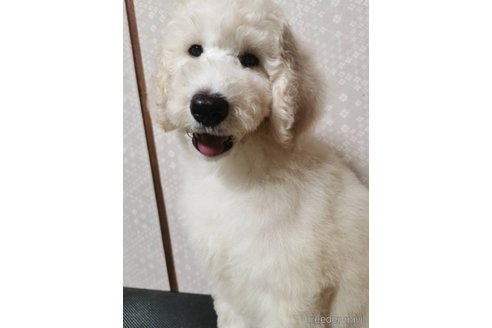 成約済の神奈川県のスタンダードプードル-336415の2枚目