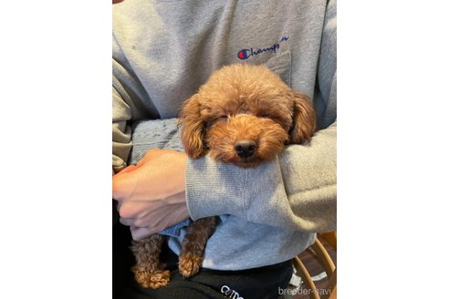 ブランちゃん1枚目