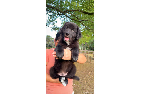 成約済の岐阜県のミックス犬-326139の4枚目