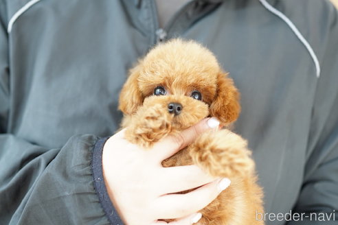 成約済の埼玉県のトイプードル-336483の4枚目