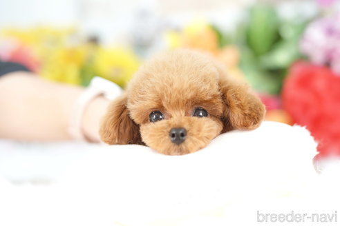 成約済の埼玉県のトイプードル-336483の3枚目