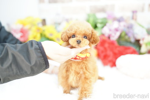 成約済の埼玉県のトイプードル-336483の2枚目