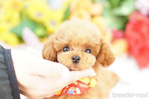 成約済の埼玉県のトイプードル-336483の1枚目