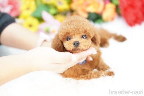 成約済の埼玉県のトイプードル-336484の4枚目