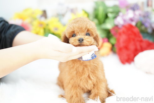 成約済の埼玉県のトイプードル-336484の3枚目