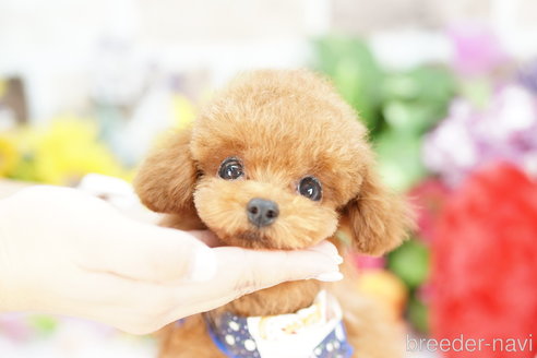 成約済の埼玉県のトイプードル-336484の2枚目