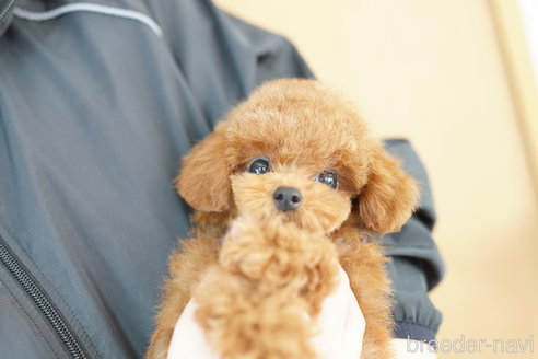 成約済の埼玉県のトイプードル-336484の1枚目