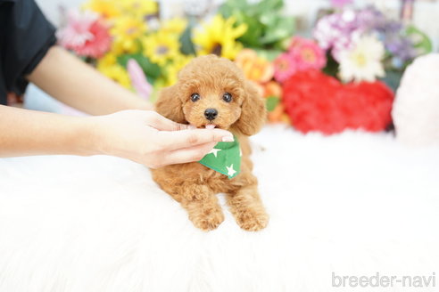 成約済の埼玉県のトイプードル-336495の4枚目