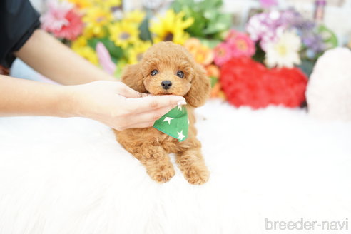 成約済の埼玉県のトイプードル-336495の3枚目