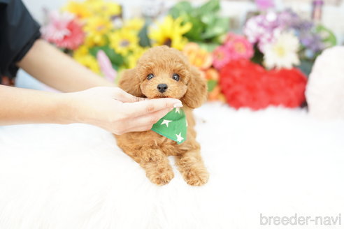 成約済の埼玉県のトイプードル-336495の2枚目