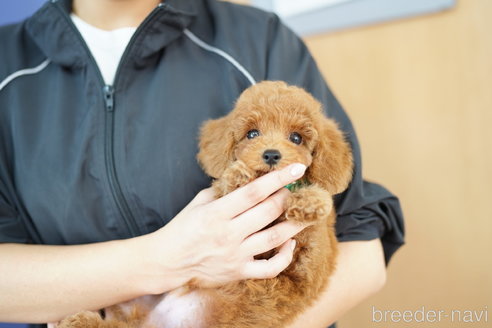 成約済の埼玉県のトイプードル-336495の1枚目