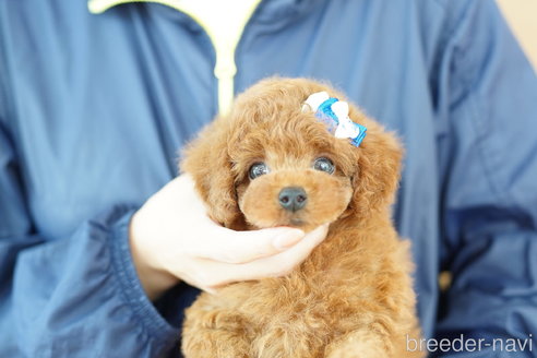 成約済の埼玉県のトイプードル-336500の4枚目