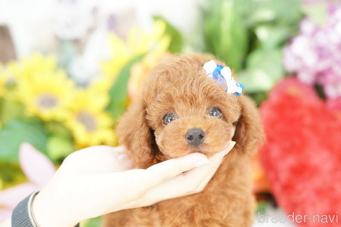 成約済の埼玉県のトイプードル-336500の3枚目