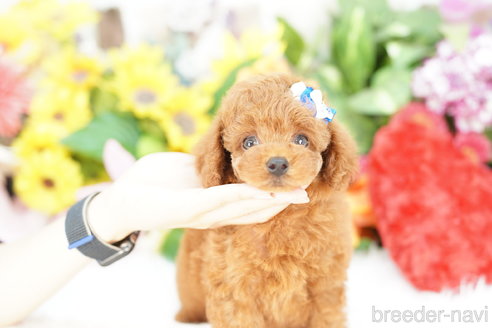 成約済の埼玉県のトイプードル-336500の2枚目