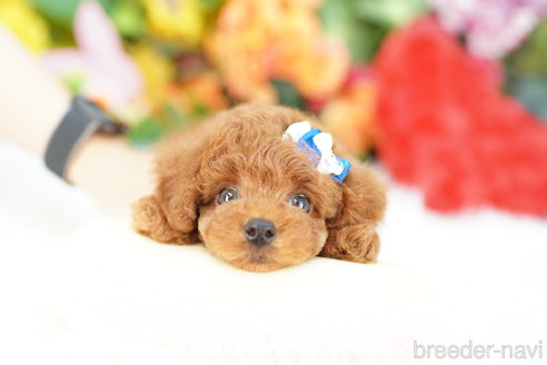 成約済の埼玉県のトイプードル-336500