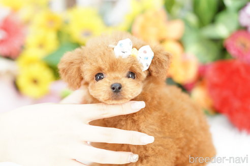 成約済の埼玉県のトイプードル-336504の4枚目