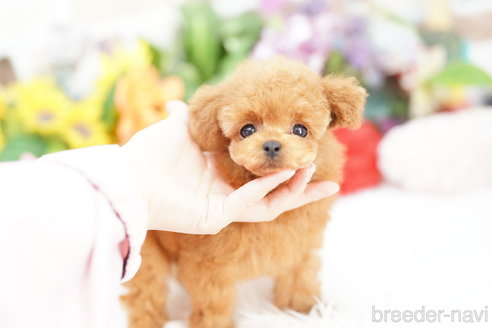 成約済の埼玉県のトイプードル-336504の3枚目