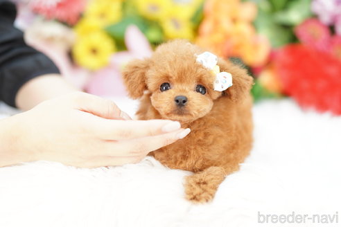 成約済の埼玉県のトイプードル-336504の2枚目