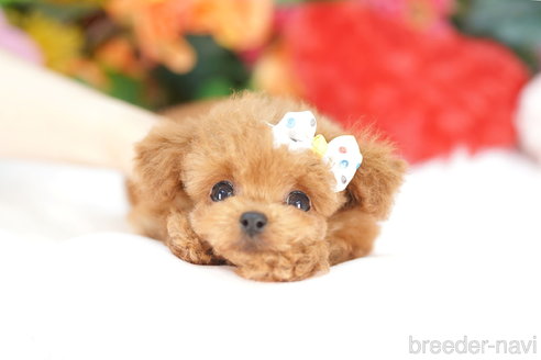 成約済の埼玉県のトイプードル-336504